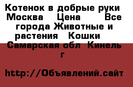 Котенок в добрые руки. Москва. › Цена ­ 5 - Все города Животные и растения » Кошки   . Самарская обл.,Кинель г.